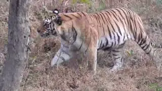 29/11/2024 #Khursapar Gate, Pench Tiger Reserve,MH.Eyefeast Sightings of a Beautiful Tigress आया शेर