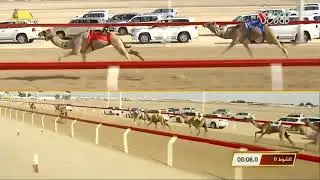 الشوط 8 (مياسة) لـ علي بن جميل الوهيبي , جائزة زايد الكبرى الجمعة 2019/11/29 الوثبة حقايق