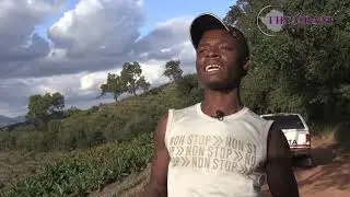 Communal farmers in Chimanimani will soon be exporting pineapples to European markets