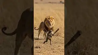 The lion and the monkey #aianimation #lion #wildlife #animalstory #lioncubstory #facts #animals #cat