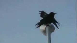 Two Ravens Talking outside of my house