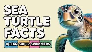 Amazing Sea Turtle Facts for Kids | Deep Divers and Shield Shells