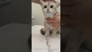 Cat hospital 고양이 병원 kitten medication