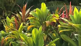 La cordyline - FR (2010)
