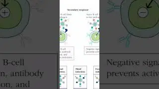 Original antigenic sin.