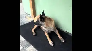 I can bark!!