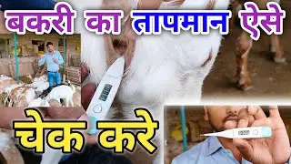 बकरी का तापमान कैसे नापे bakri ka temperature kitna hota hai bakri ka temperature kaise check karen