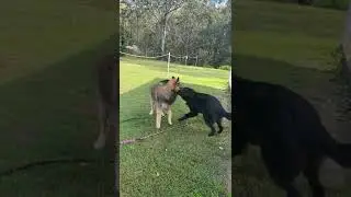Tarlo and Ryker - Belginoz Belgians