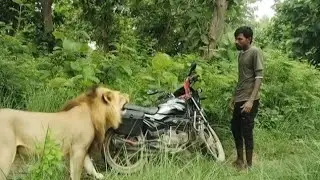 Real junglee baagh ne kiya achanak se Hamal😱