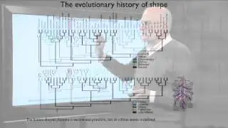 6.2 The Evolution of Reproduction: Invasive Placentas