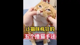 让猫咪疯狂的5个撸猫手法，你家猫中几个？ #新手养猫 #养猫经验分享 #科学养宠攻略 #养猫人 #猫咪