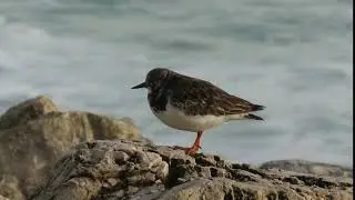 A Rola-do-mar / Ruddy Turnstone (Arenaria interpres) Praia do Tamariz - Estoril