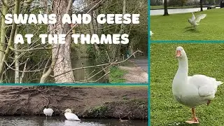 SWANS AND GEESE NEAR THE THAMES RIVER || Swans and Geese Close to the River Thames April 2021