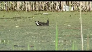 Камышница (Gallinula chloropus)