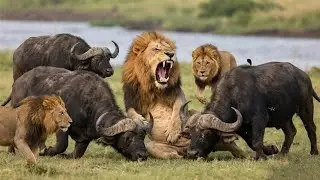 Buffalo Herd Fights Back &ndash; Bulls Battle Male Lions to Save the Herd