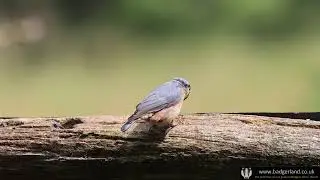 Watching a Nuthatch at the Clough Head Bird Hide in Lancashire