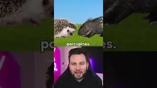 Hedgehog vs Porcupine #new #duet #animallife #animals #facts #porcupine #hedgehog #funny
