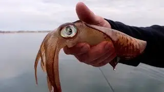 SHALLOW WATER SQUID MANIA! | Insane South Australian fishing