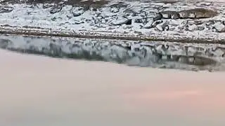 Fox 🦊 runs along the shore to find shelter / Лисичка 🦊 бежит вдоль берега в укрытие ++ #fox #foxes