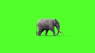 the special effect material of an elephant walking by #green screen material special effect material