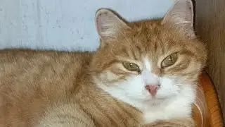 Мы Просим всех о Помощи! 🙏♥️#приютсолнышко 🌞🐈🐶🐕🐱🙏♥️