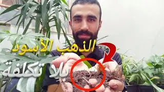 صناعة البيتموس في المنزل