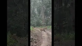 Uttrakhand Ramnagar Jim Corbett Park #love #song #live #tiger #nature #uttarakhandtourism