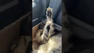 CAT GOES ON A CROSS COUNTRY DRIVE🤣 #viral #cat #shorts