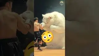 Cat fight | Ai generated | merry Christmas #fairytale&nbsp;#ytshorts #cat #yts &nbsp;#christmas&nbsp;#magical&nbsp;#cute