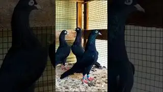 teddy pigeon price in pakistan #shortvideo #kabutarbazi #pigeon