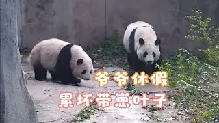 12.26譚爺爺休假累壞小葉子，帶崽弟弟為了花花操碎心