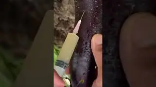 injecting substances into this long purple eggplant so that the eggplant can grow bigger