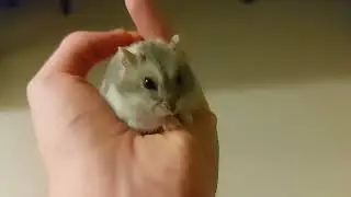 Fosfos the Russian hamster eats a treat