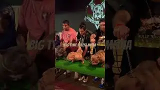 FALL TIME BULLY FEST | 2023 | EL PASO TX #americanbullies #dogbreed #youtubeshorts