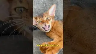 She is thinking about super hard thoughts 😂 #abyssiniancats #abycuties #catlovers #capcut #aby