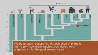 Twins Were Typical Among Our Primate Ancestors  What Changed