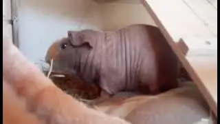 Cochon d'inde Skinny. - Cochon d'inde nu