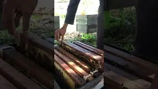 Worker Bees Explained 🐝 | Cleaning, Feeding & Honey Making