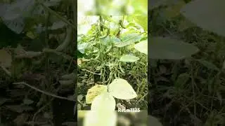 #farming #shortsvideo #ytshorts #rvsm1135