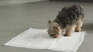 Disposable Dog Training Pad | #amazon