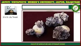 Jayoti Vidyapeeth - WART DISEASE OF POTATO