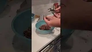 Perfect Pecan Nut Cracking with Pliers