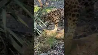 The way leopards cheetahs and jaguars all can look similar #zoo #animals #fortworthzoo #jaguar