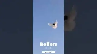 Turkish tumblers pigeon  #Amazing  #high  #falling  #Rolling  #Beautiful  #shorts  #youtube
