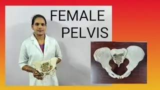 Summary about Female Pelvis | Nisha's Nursing Education | VLOG 2