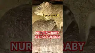 Baby hyrax nurses on new mother #dassie #nursing #hyrax #squeaks