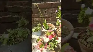 Flowers ❤️❤️ #viral #easygardening #trending #youtubeshorts #garden