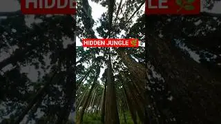 India&rsquo;s Secret Jungle: A Hidden Paradise Discovered