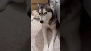 My Husky&rsquo;s Favorite Way to Chill #husky #huskylife #siberianhusky #puppy #doglove #cute #dog #funny