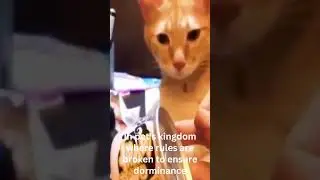 Husky Dog Crying While Reporting  Unwarranted Cat's Attack to the Owner